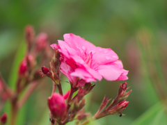 flower1020501