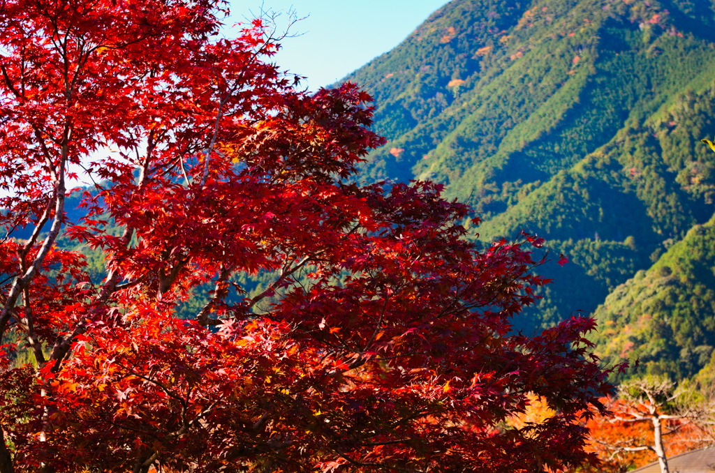 tree1492