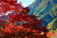 tree1492