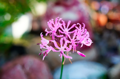 flower6834