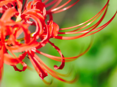 flower1040266