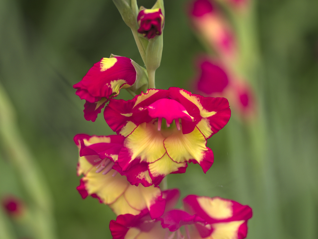 flower1030095