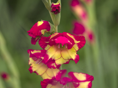 flower1030095