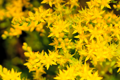 flower6784