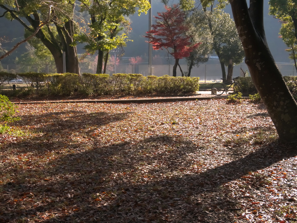 leaves0801