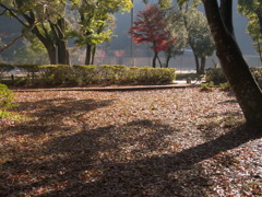 leaves0801