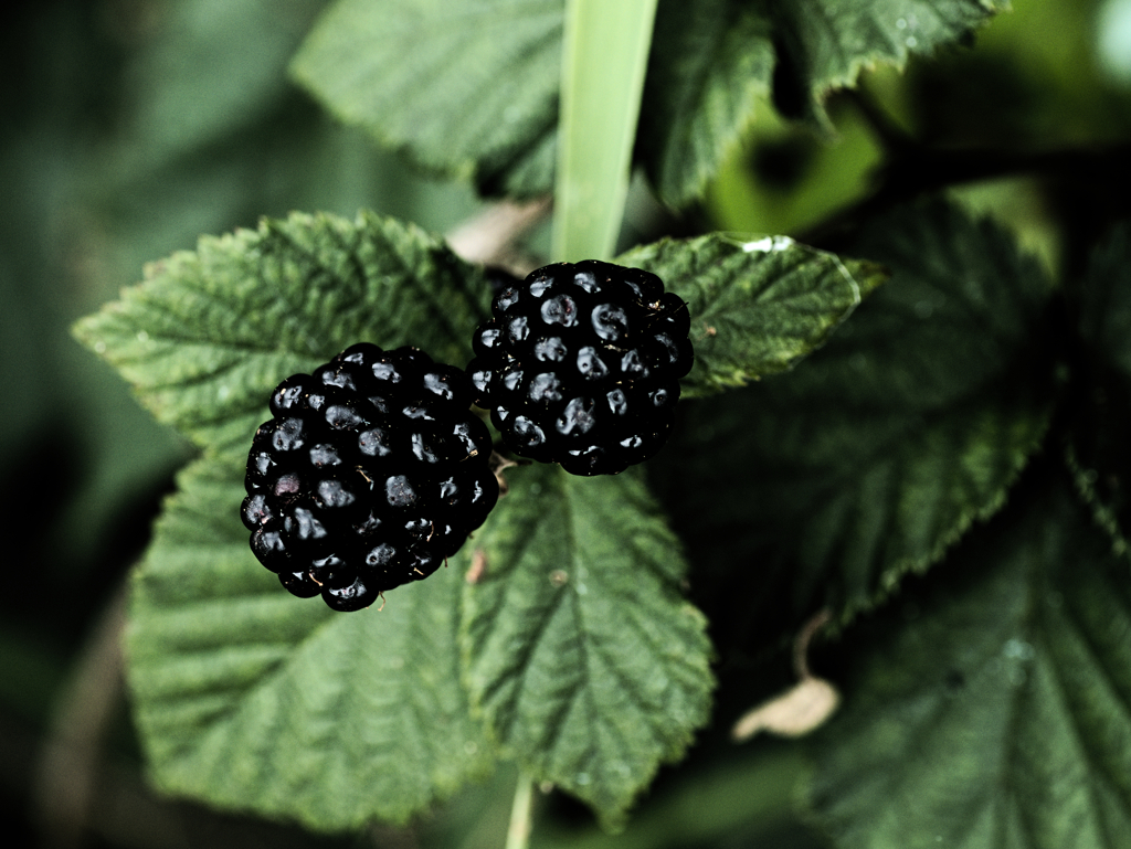 berry1030176