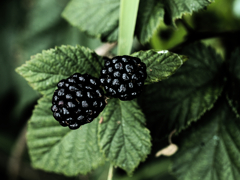 berry1030176
