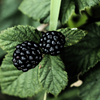 berry1030176