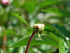 flower1010677