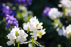 flower1724