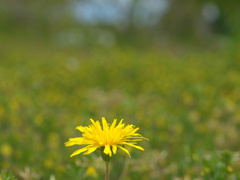 flower1010443