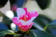 flower6540