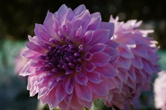 flower06525