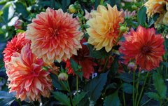 flower06519