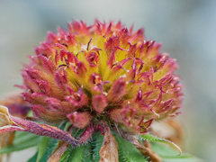 flower1000233