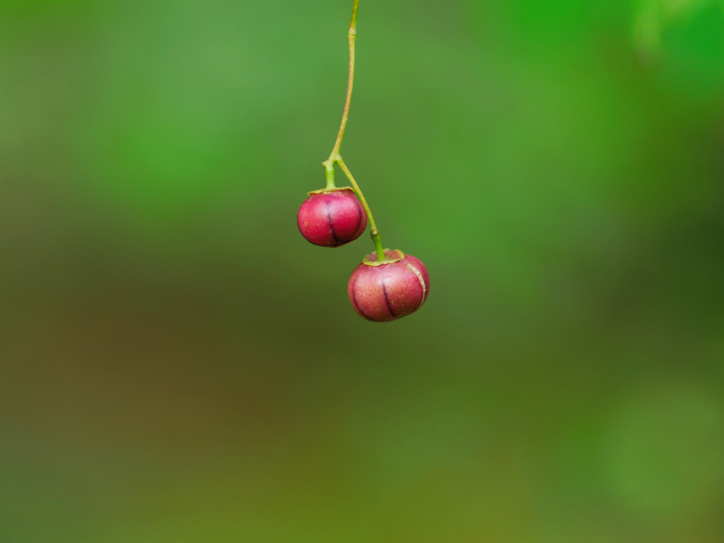 berry1040311