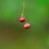 berry1040311
