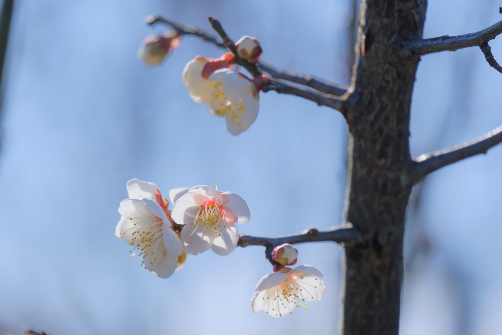 flower7623