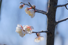 flower7623