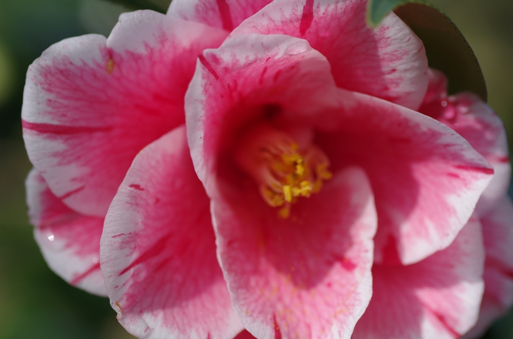 flower6680
