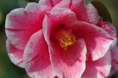flower6680