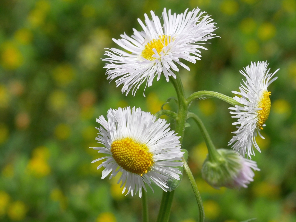 flower1010407