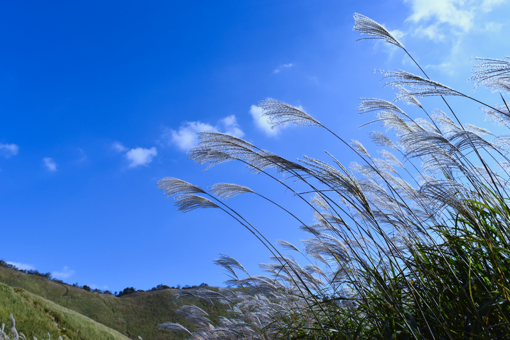 grass0059