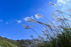 grass0059