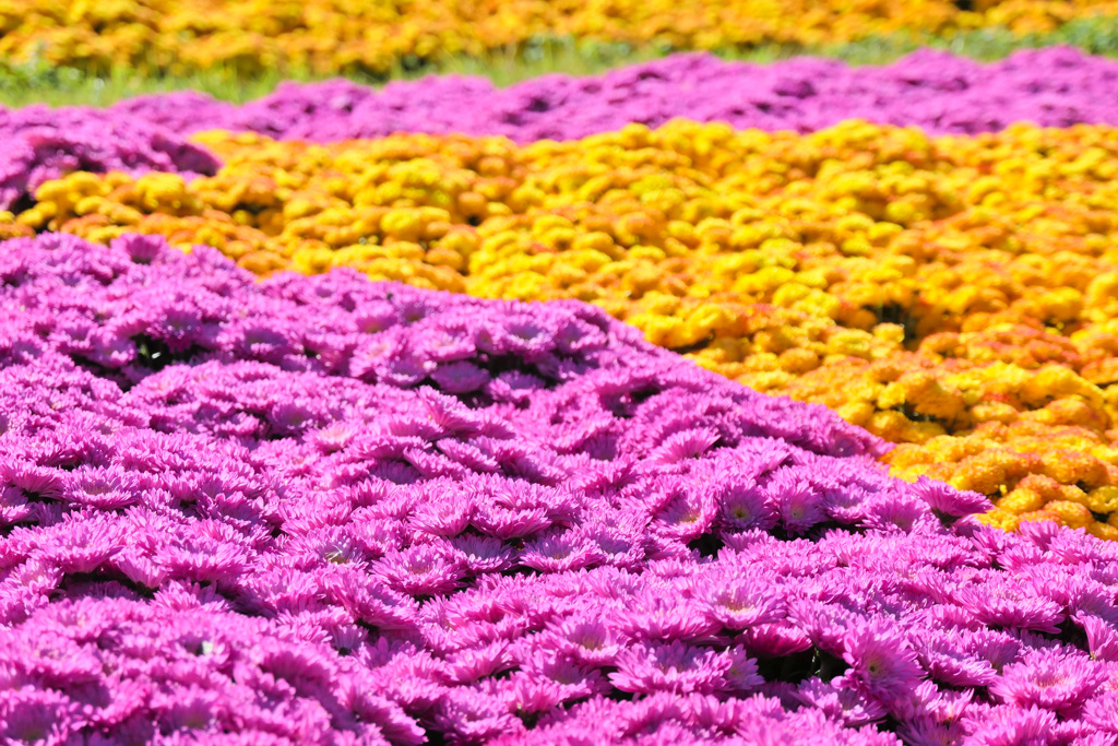 flower1002227