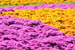 flower1002227