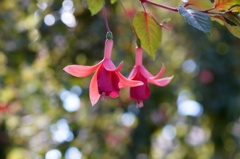 flower06370