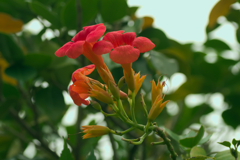 flower1030596