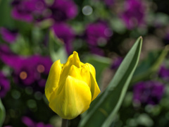 flower1010121