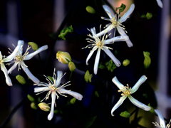 flower1030320