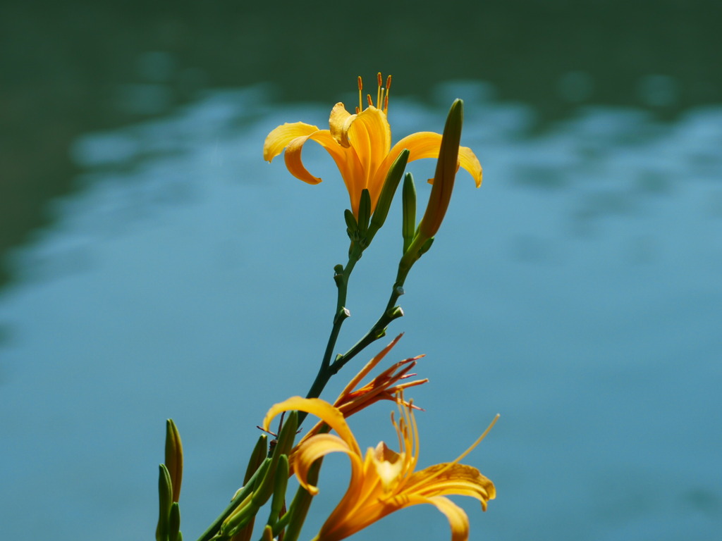 flower1040149