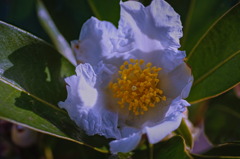 flower6909