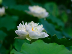 flower1030349
