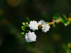 flower1040135