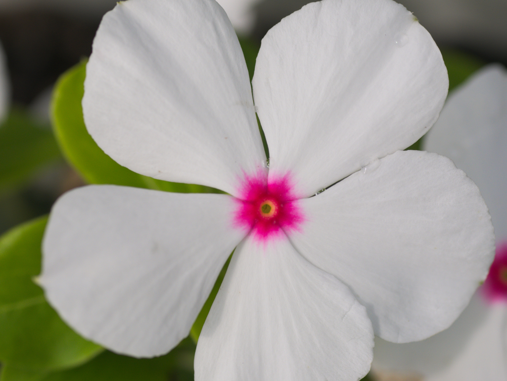 flower1030283