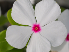 flower1030283