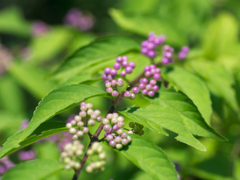 berry1030689