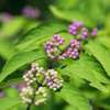 berry1030689