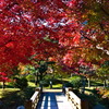 tree1531