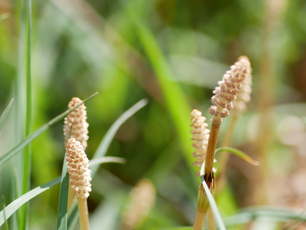 plant1000572