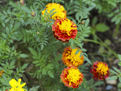 flower1020971