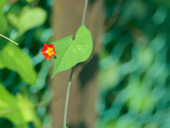 flower1030685