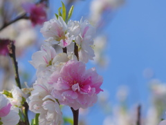 flower7068