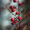 berry6923
