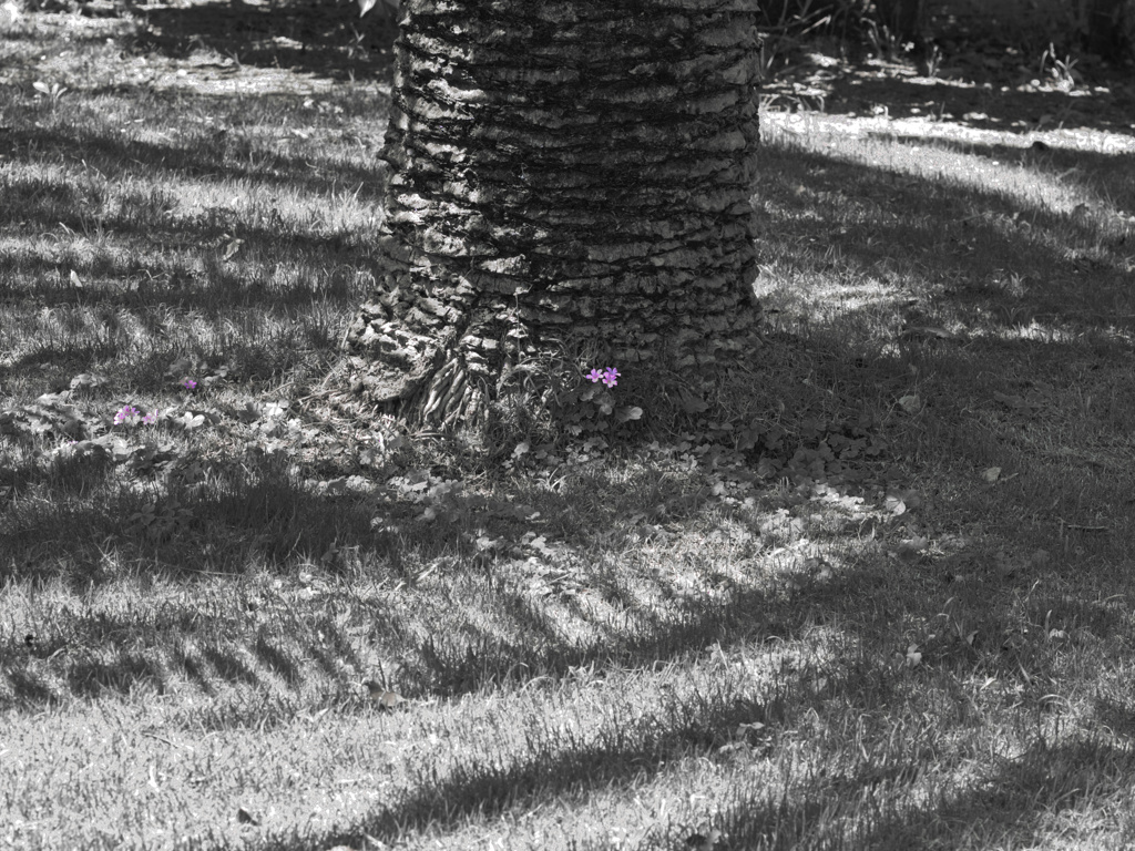 flower1010667